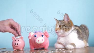 猪银行和猫团队合作搞笑视频钱概念金融业务会计。 钱猫宠物堆不断增长的钱